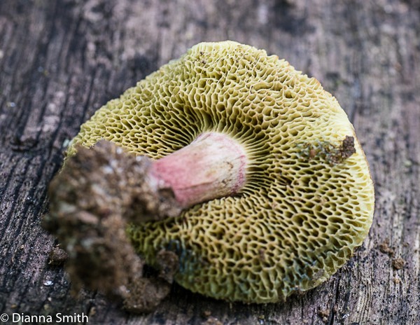 Xerocomellus chrysenteron 1020241