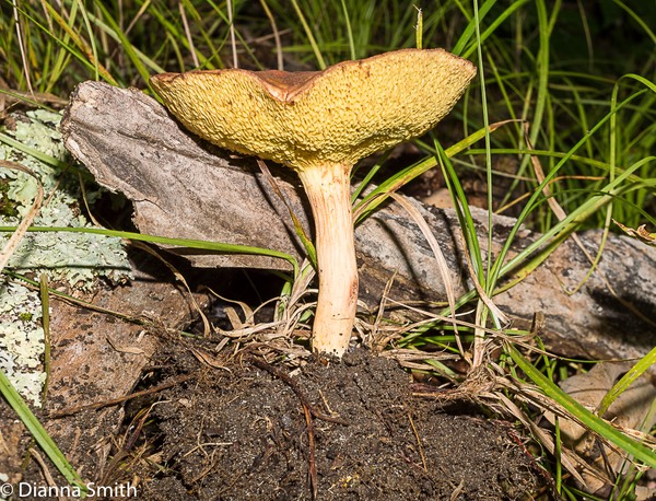Xerocomus illudens - or tenax (Boletus tenax) 06492
