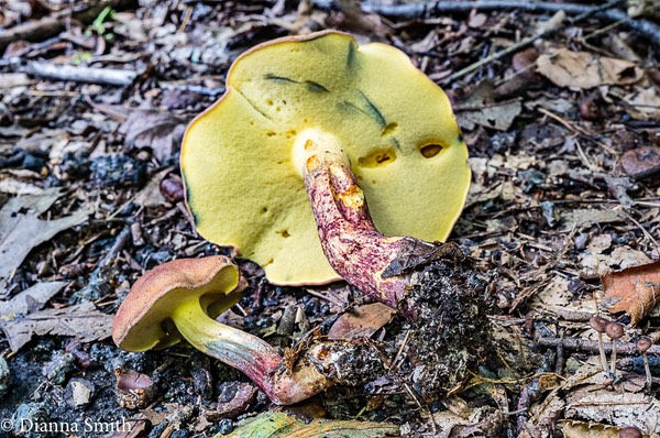 Xerocomus sclerotiorum, "Whitey's Bolete" ? 01059