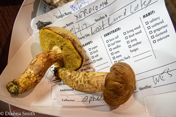 Xerocomus subtomentosus 9080743