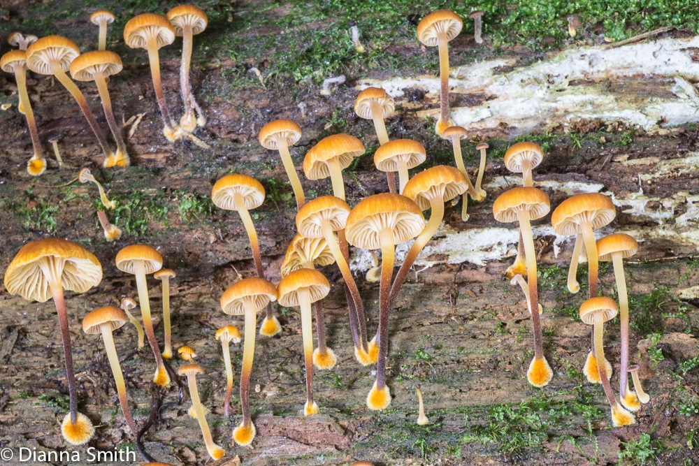 Xeromphalina campanella03720