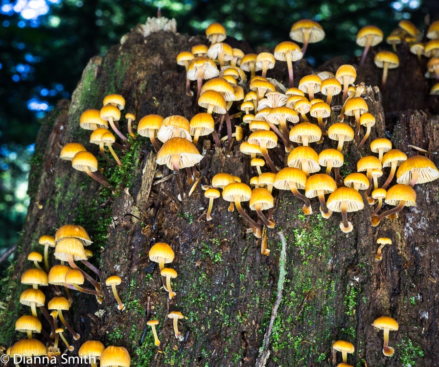 Xeromphalina campanella03740