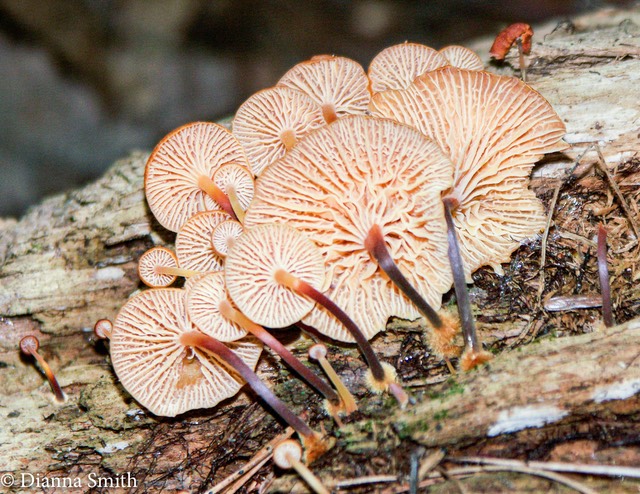 Xeromphalina campanella6355