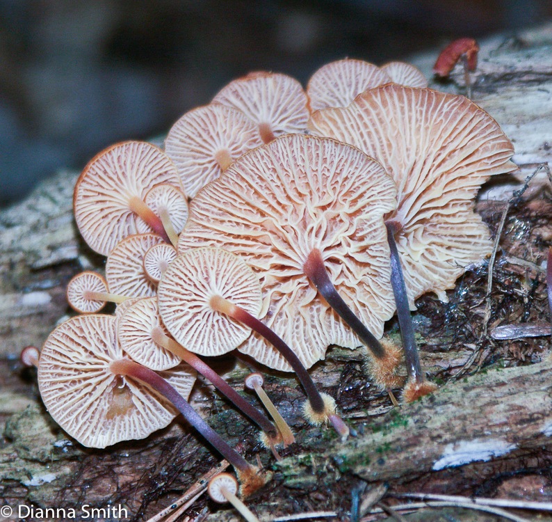 Xeromphalina campanella6356