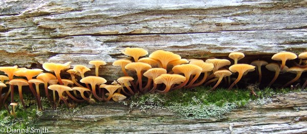 Xeromphalina kaufmanii1242