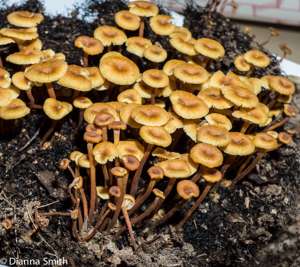 Xeromphalina kaufmannii01571