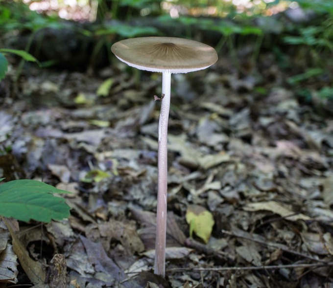 Xerula furfuracea01218