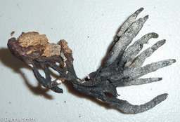 Xylaria hypoxylon1030372