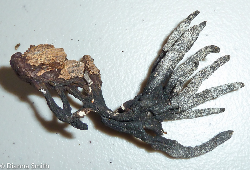 Xylaria hypoxylon1030372