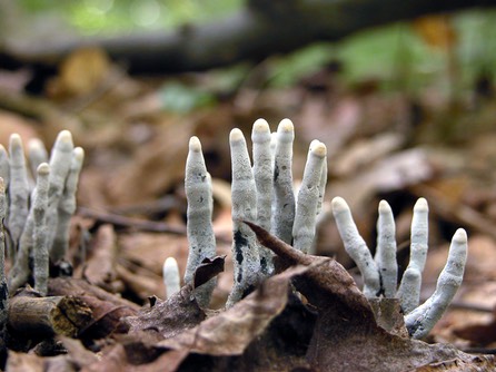 Xylaria hypoxylon4613