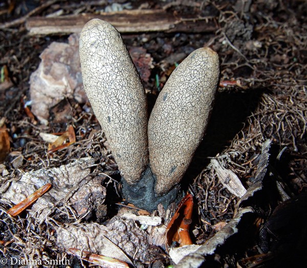 Xylaria longipes 8799