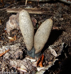 Xylaria longipes 8799
