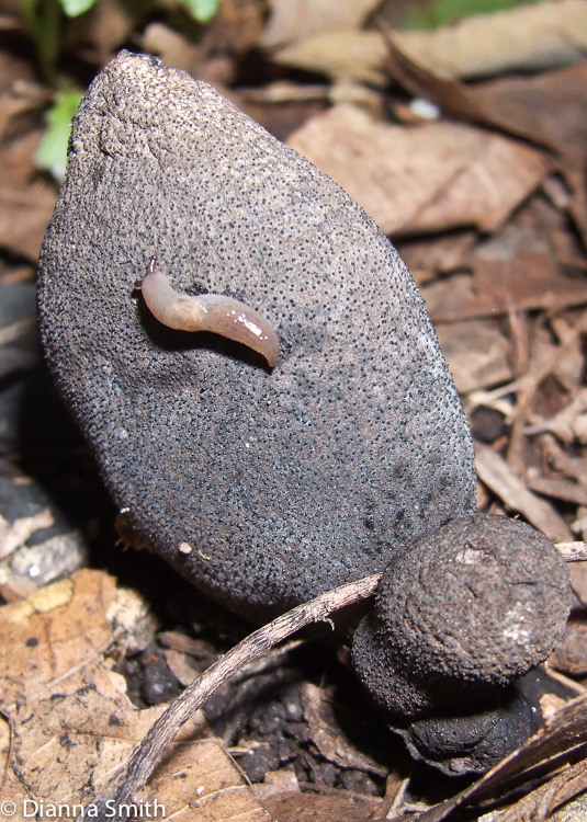 Xylaria polymorpha oy3801