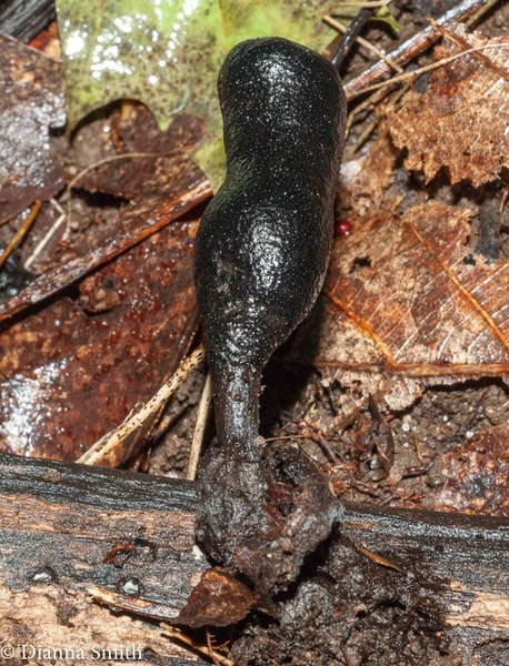 Xylaria polymorpha03734