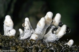 Xylaria polymorpha_0225