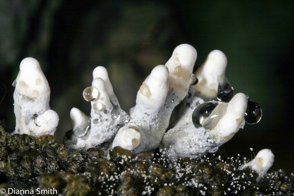 Xylaria polymorpha_0225