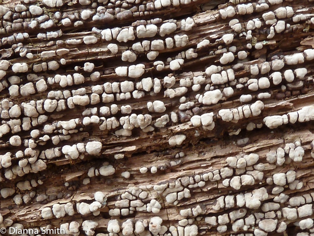 Xylobolus frustulatus1030450