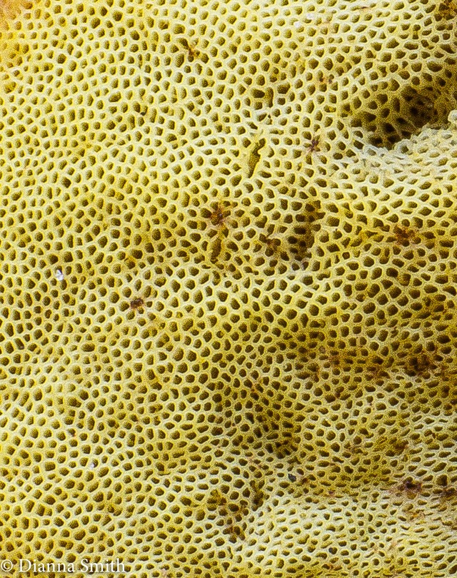 Yellow pored bolete 00458