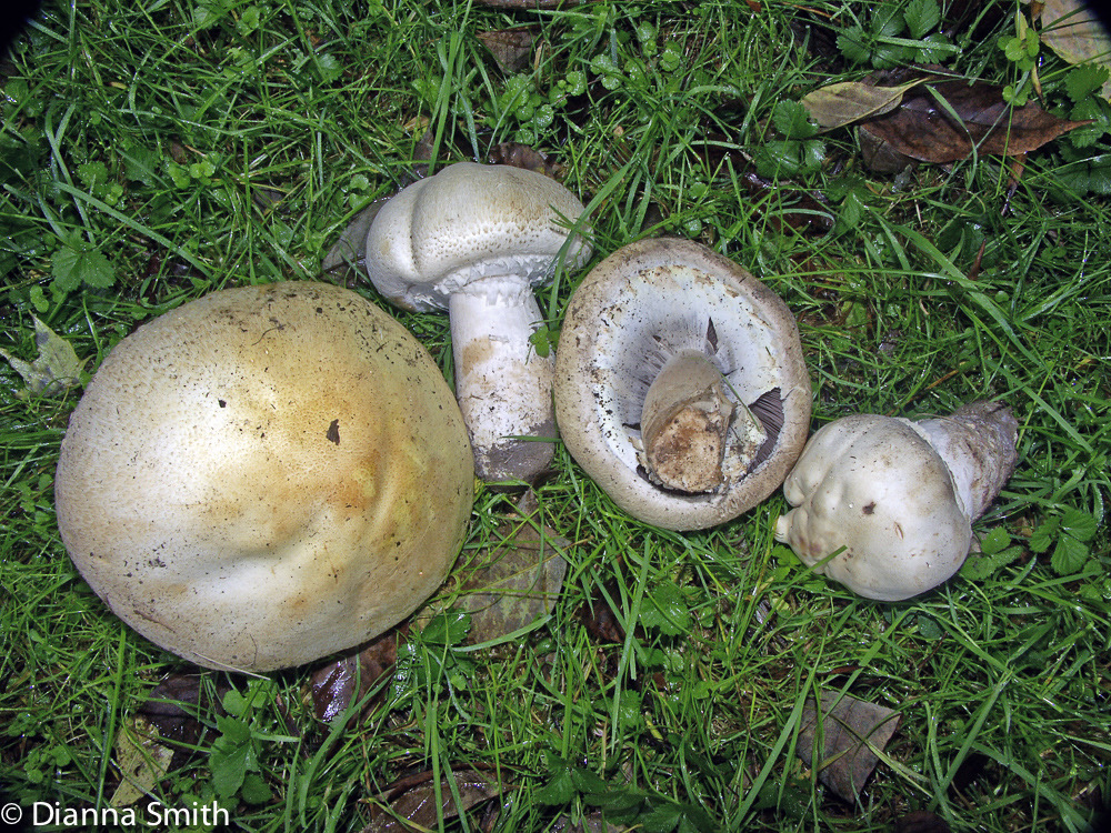 Agaricus arvensis3569