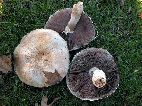 Agaricus arvensis9865