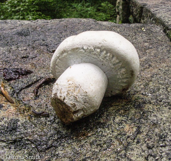 Agaricus crocodilinus 1846