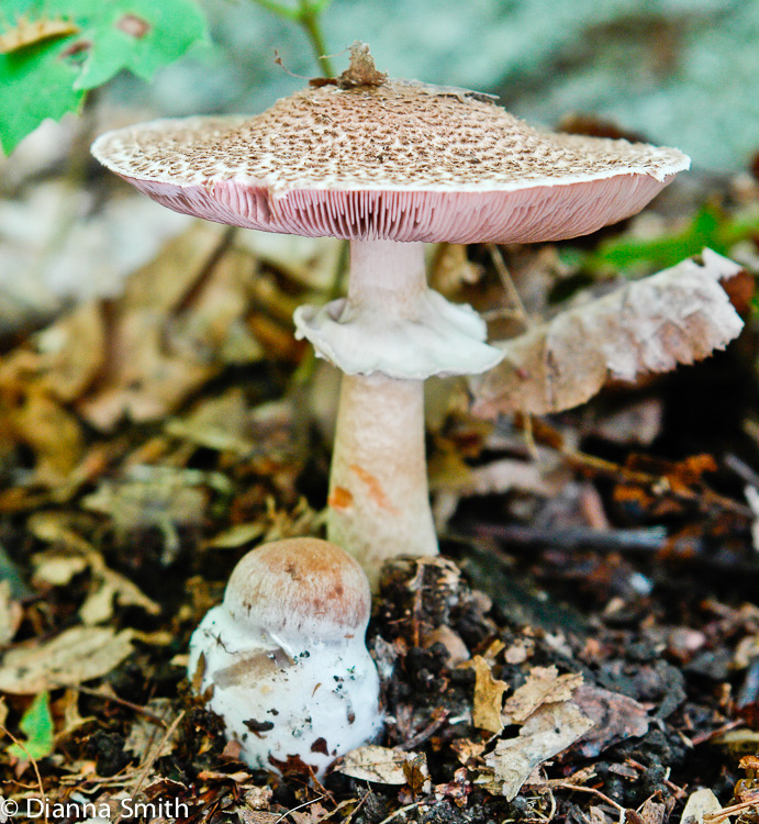 Agaricus haemorrhoidarius 9980