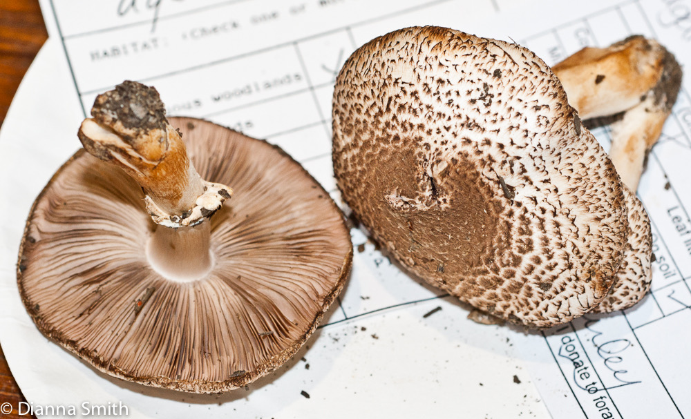 Agaricus sylvaticus01232