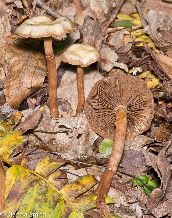 Agrocybe praecox moist, ring1000191