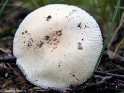 Amanita albocreata4845