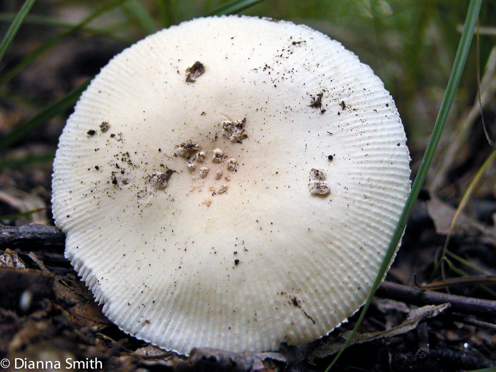 Amanita albocreata4845