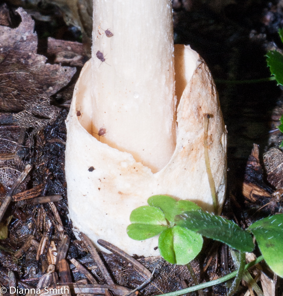 Amanita amerifulva02425-2