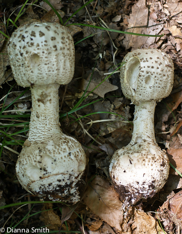 Amanita atkinsoniana00890