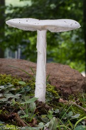 Amanita bisporigera (Amanita virosa)00648