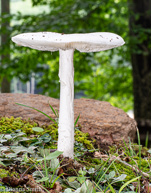 Amanita bisporigera00648