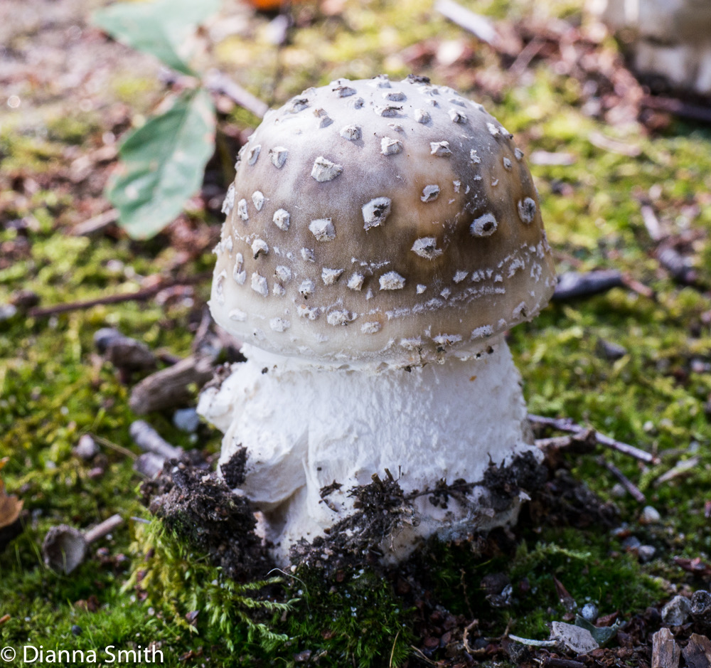 Amanita canescens1020099