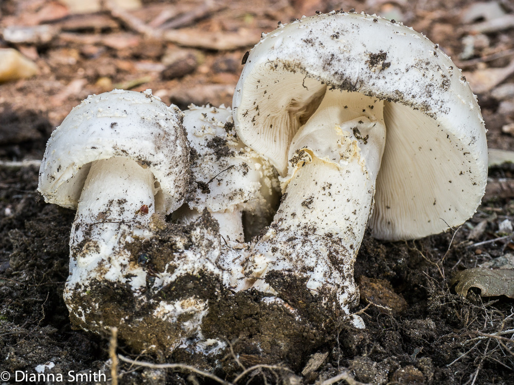 Amanita canescens1020135