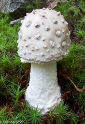 Amanita canescens2736