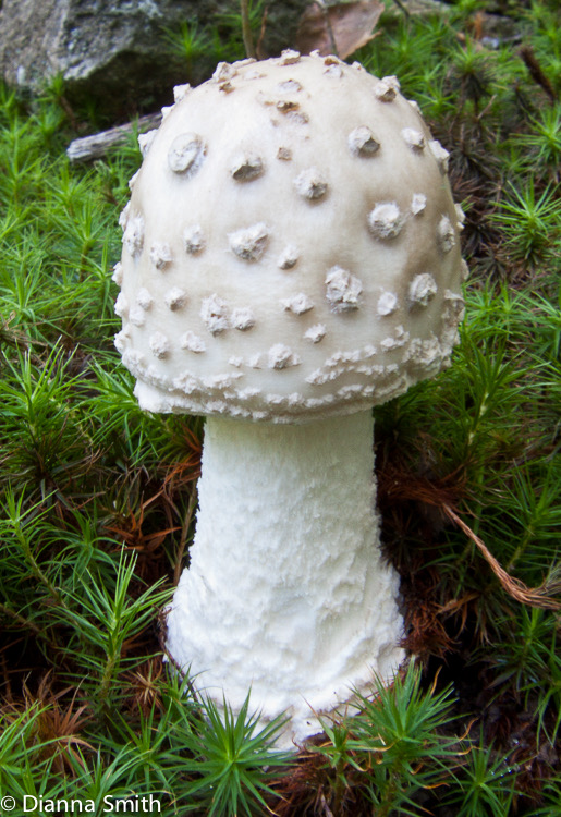 Amanita canescens2736