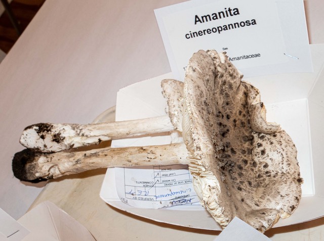 Amanita cineropannosa 3137