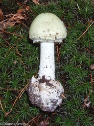 Amanita citrina var. citrina10010083