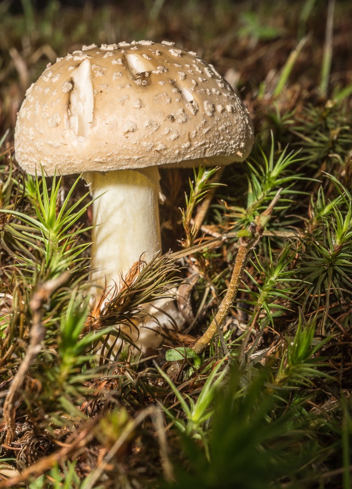 Amanita crenulata04522