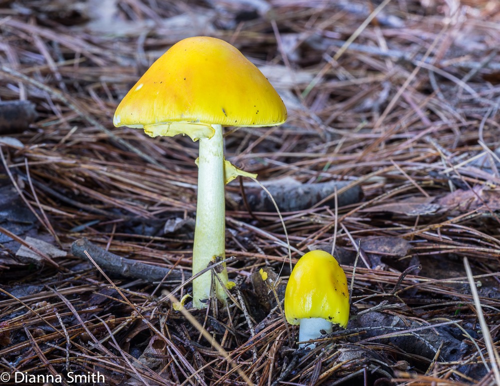Amanita elongata 02937
