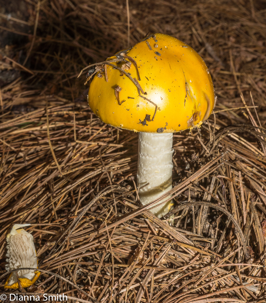 Amanita elongata 04528