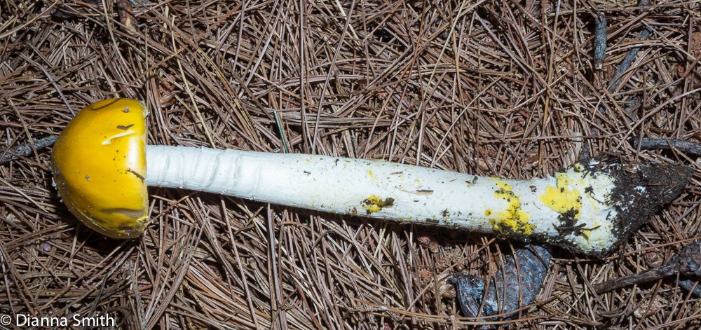 Amanita elongata 04529