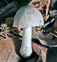 Amanita farinosa0286
