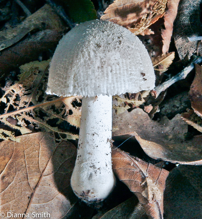 Amanita farinosa0286