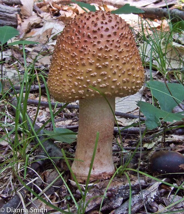 Amanita flavorubens2483
