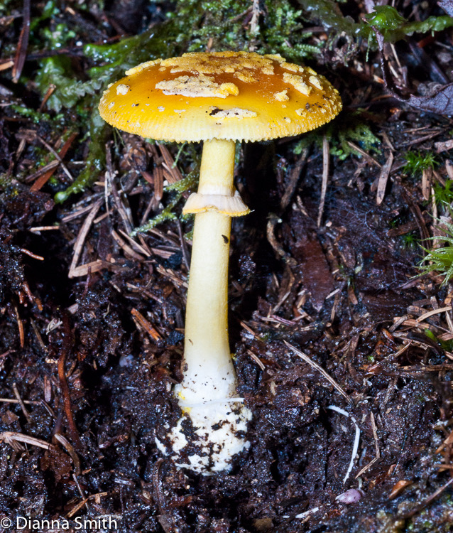 Amanita frostiana01675