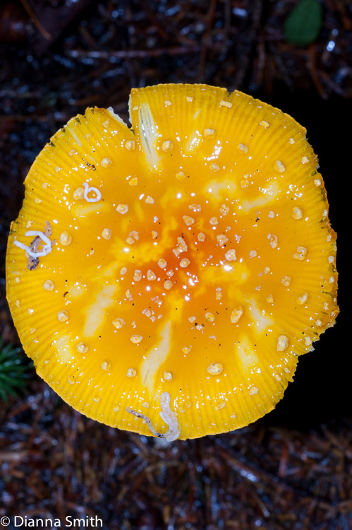Amanita frostiana02267