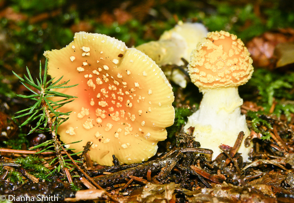 Amanita frostiana1541